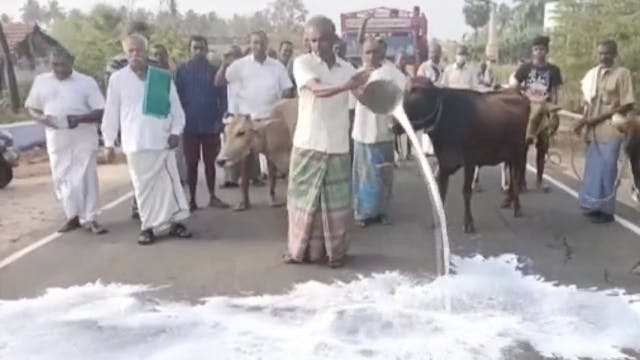 Why are farmers in India throwing milk? 