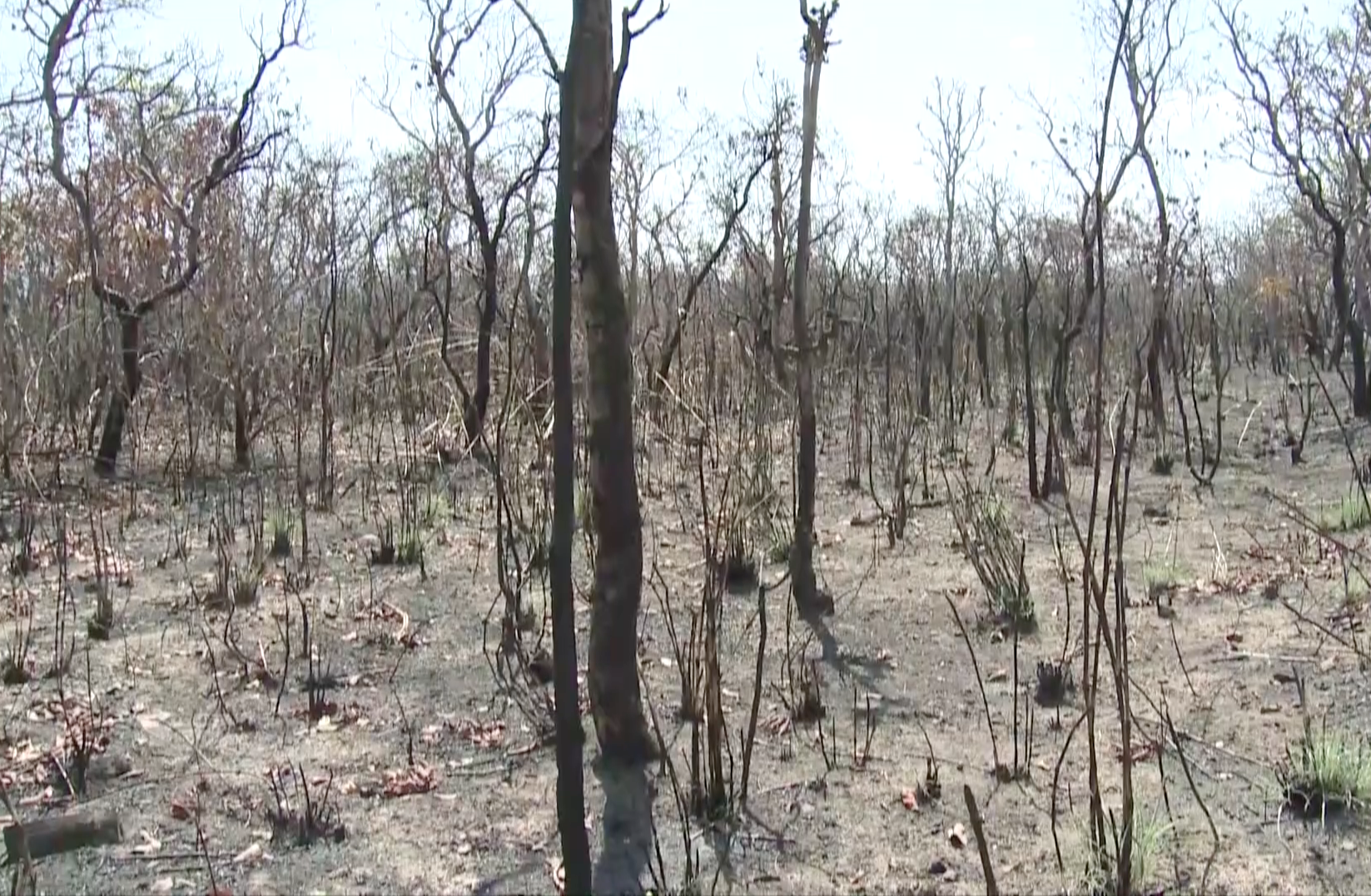 Chinese companies in Brazil fight deforestation