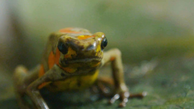 Rare Colombian frogs undercut illegal traffickers