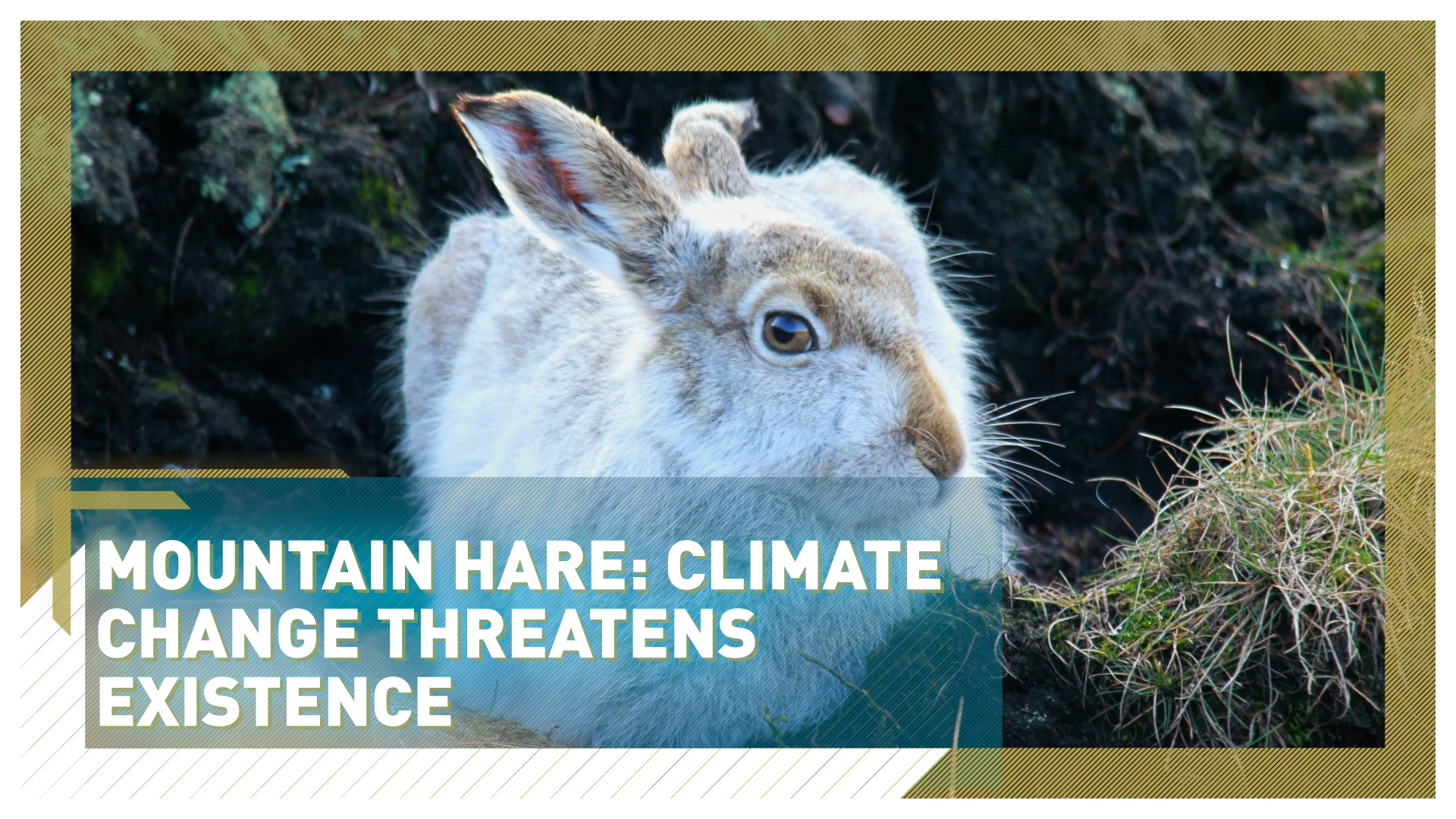 Rare mountain hares threatened by Britain's rising temperatures
