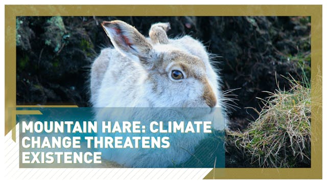 Rare mountain hares threatened by Bri...