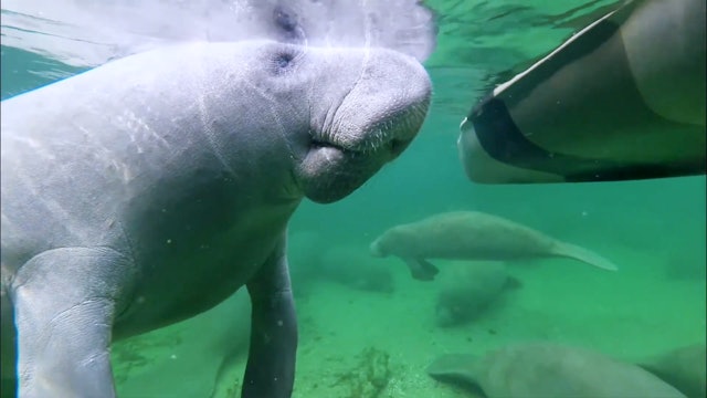 Hungry Manatees starving to death in Florida