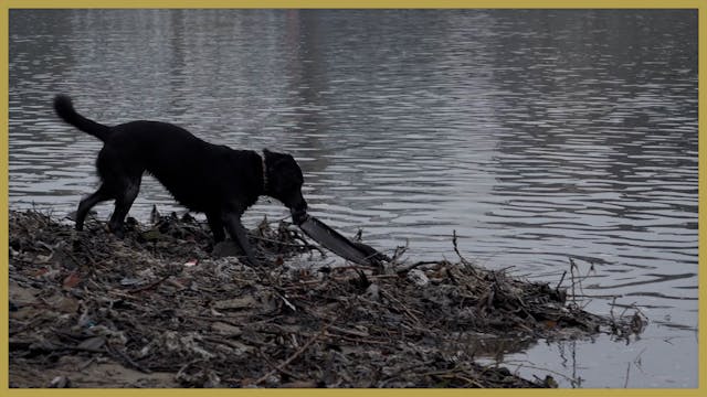 Report reveals widespread pollution i...