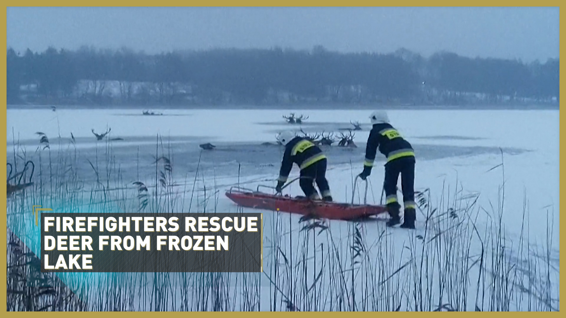 Herd of deer rescued from frozen lake 🦌
