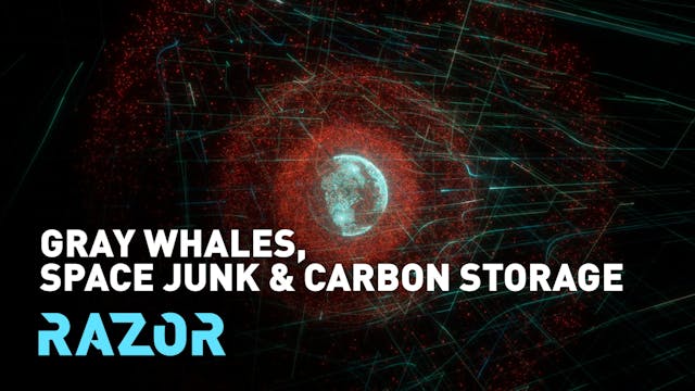 Gray whales, space junk and carbon st...