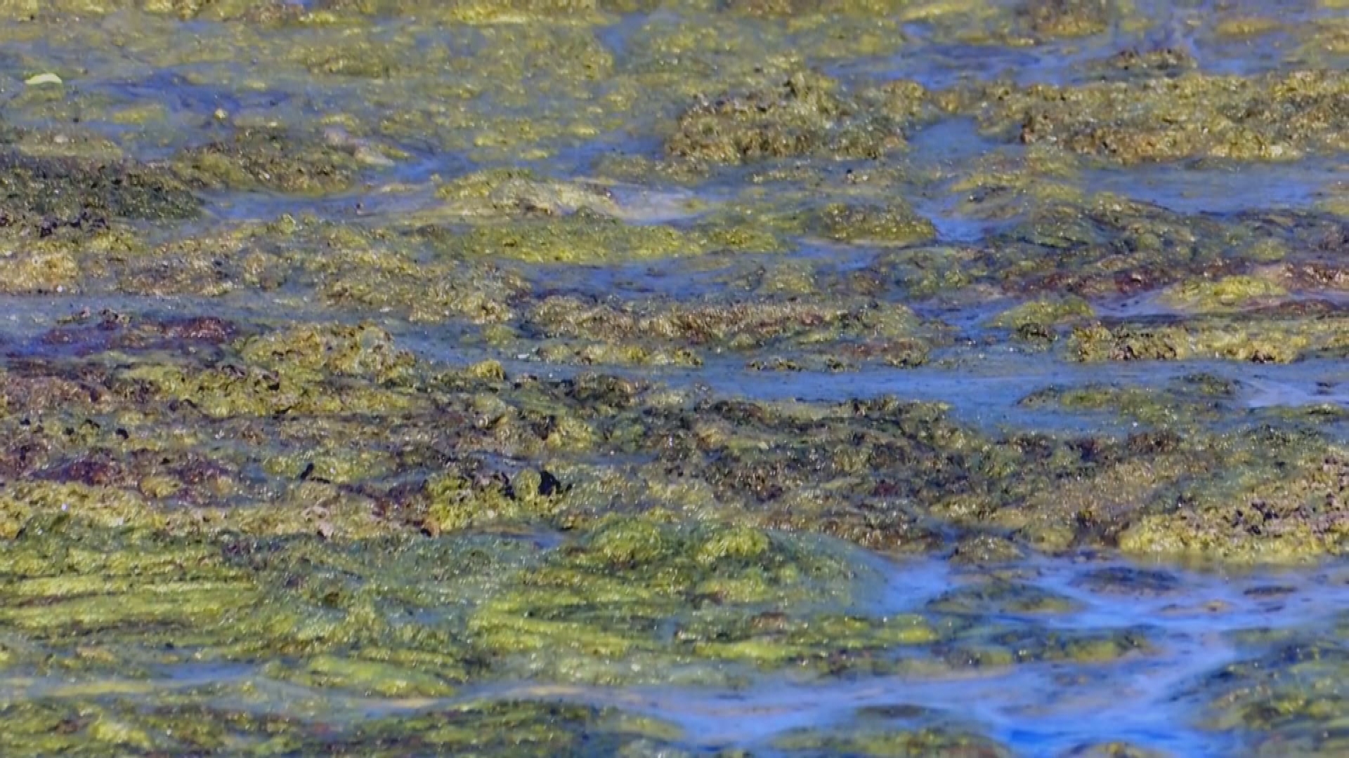 Raging wildfires engulf forests across Chile