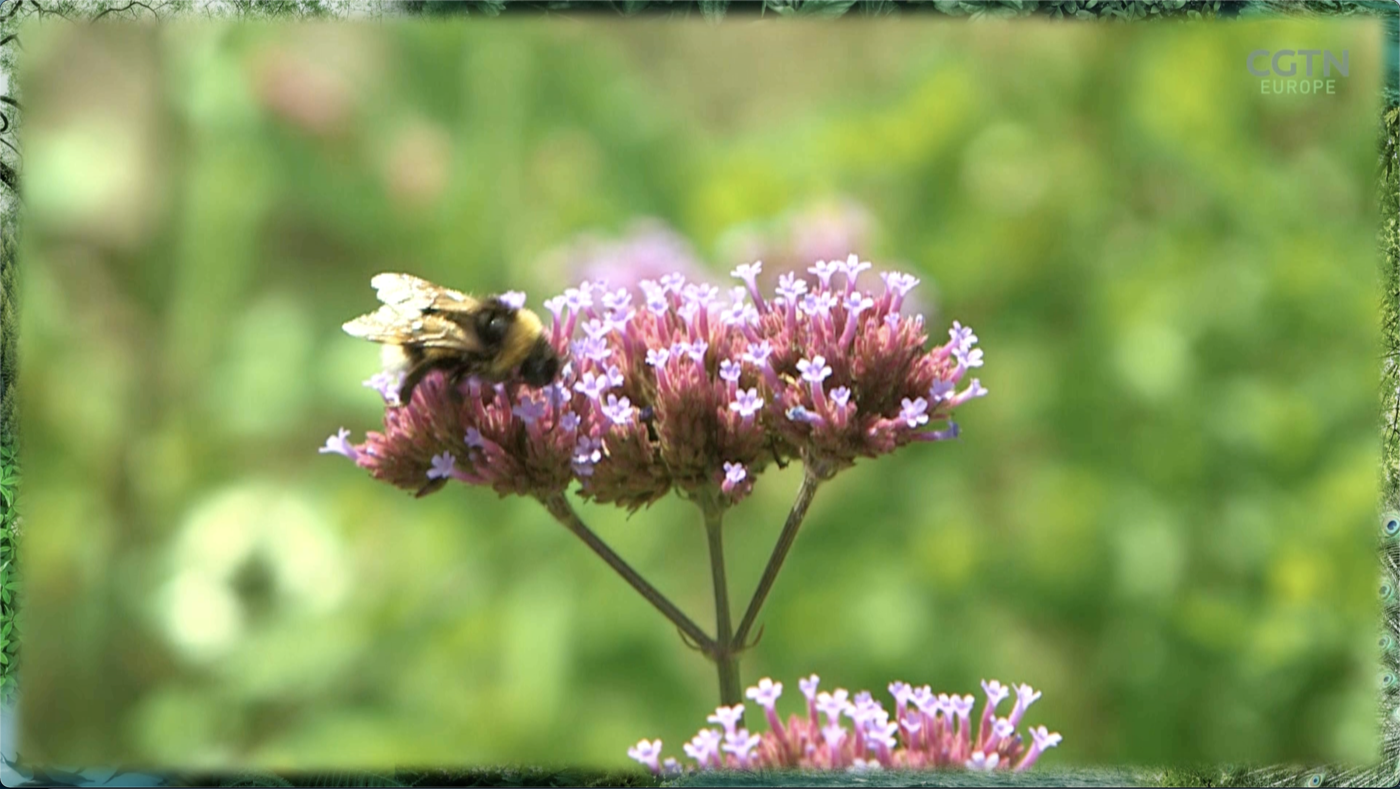 Bavaria's historic move to save biodiversity and the bees