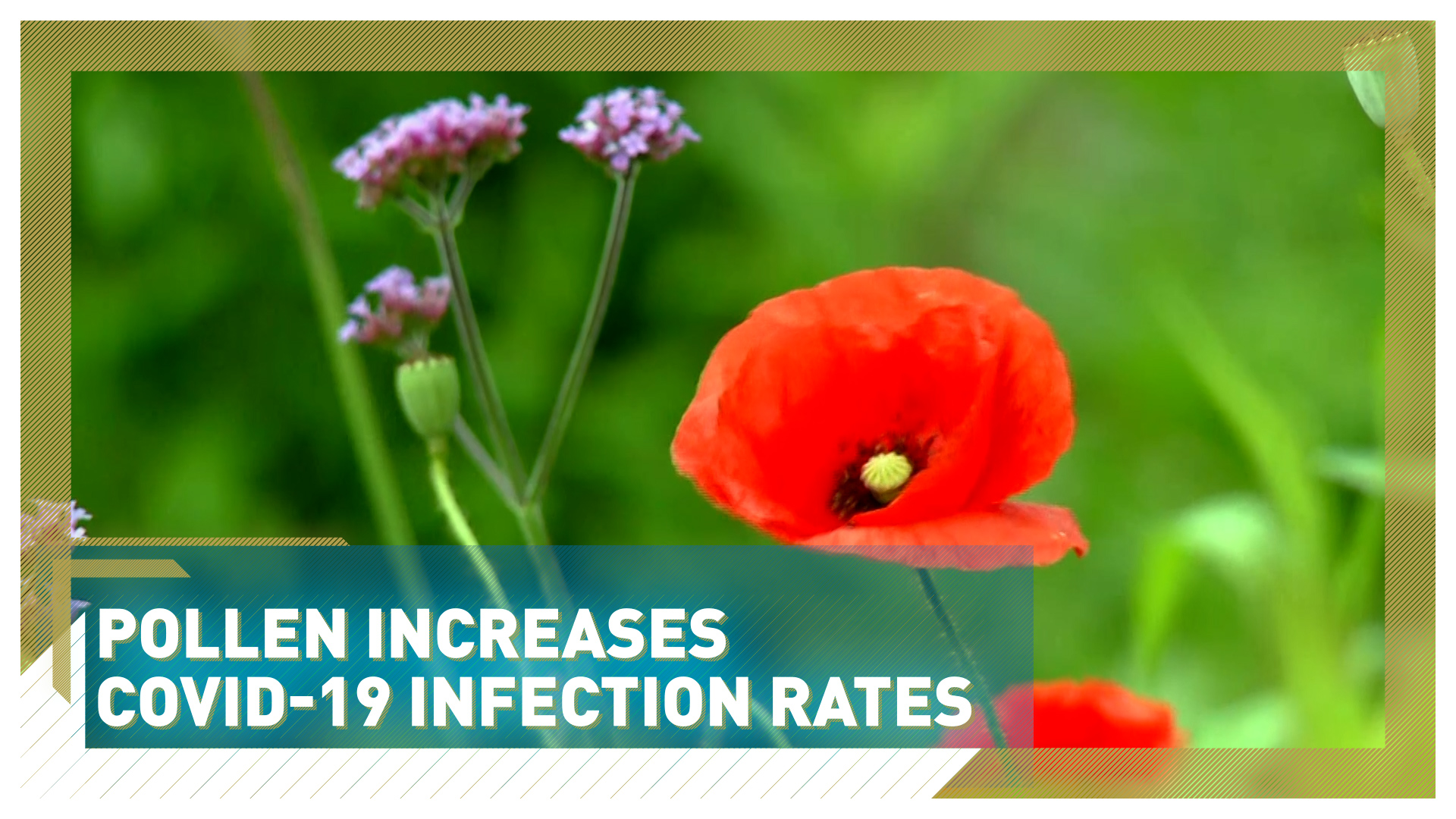 Scientific study links high pollen levels to COVID-19 infection rates