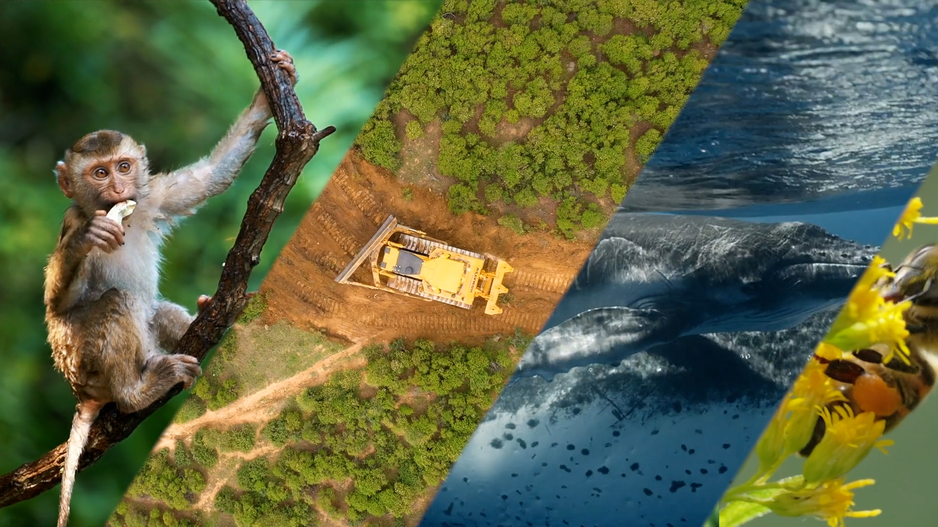 How to save biodiversity?