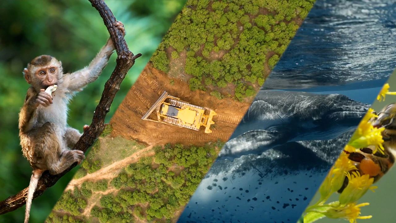 How to save biodiversity? - Watch CGTN Now