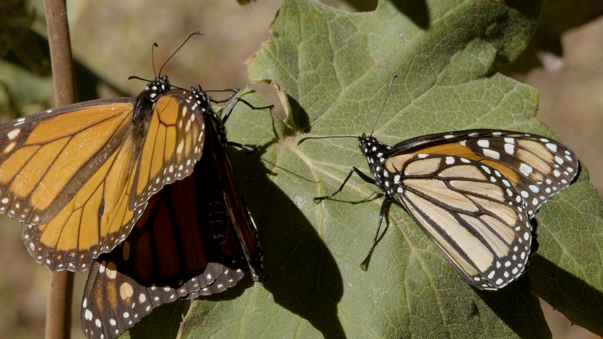 Monarch Butterflies Migration Undisturbed by Humans in COVID-19 Lockdown