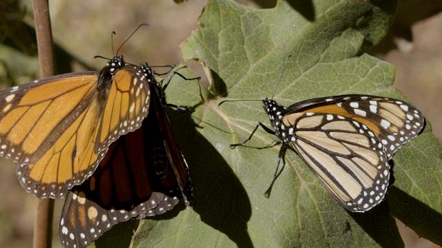 Monarch Butterflies Migration Undistu...