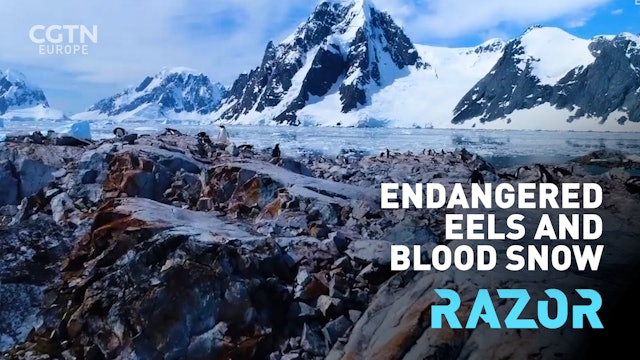 Endangered eels and blood snow: #RAZOR full episode