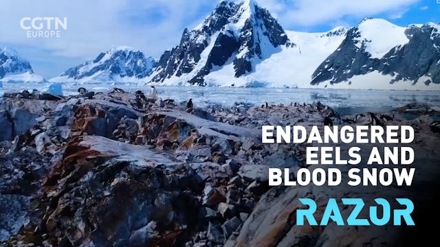 Endangered eels and blood snow: #RAZO...