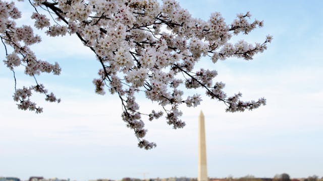 DC's Cherry Blossoms