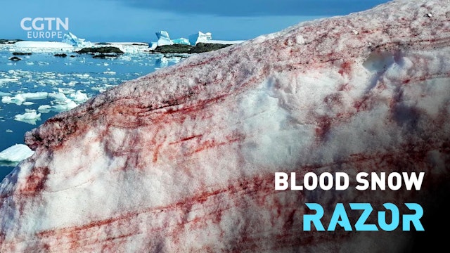 Blood snow #RAZOR 
