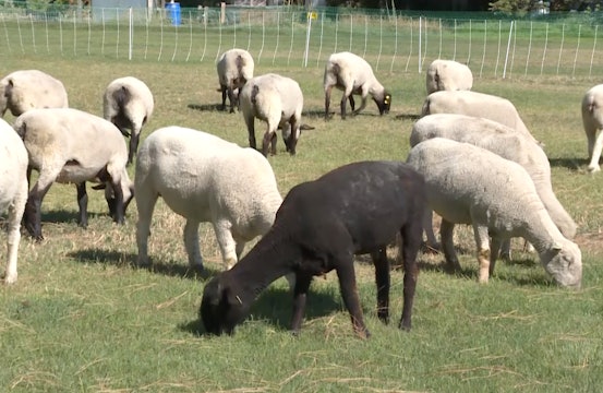 Sheep landscaping