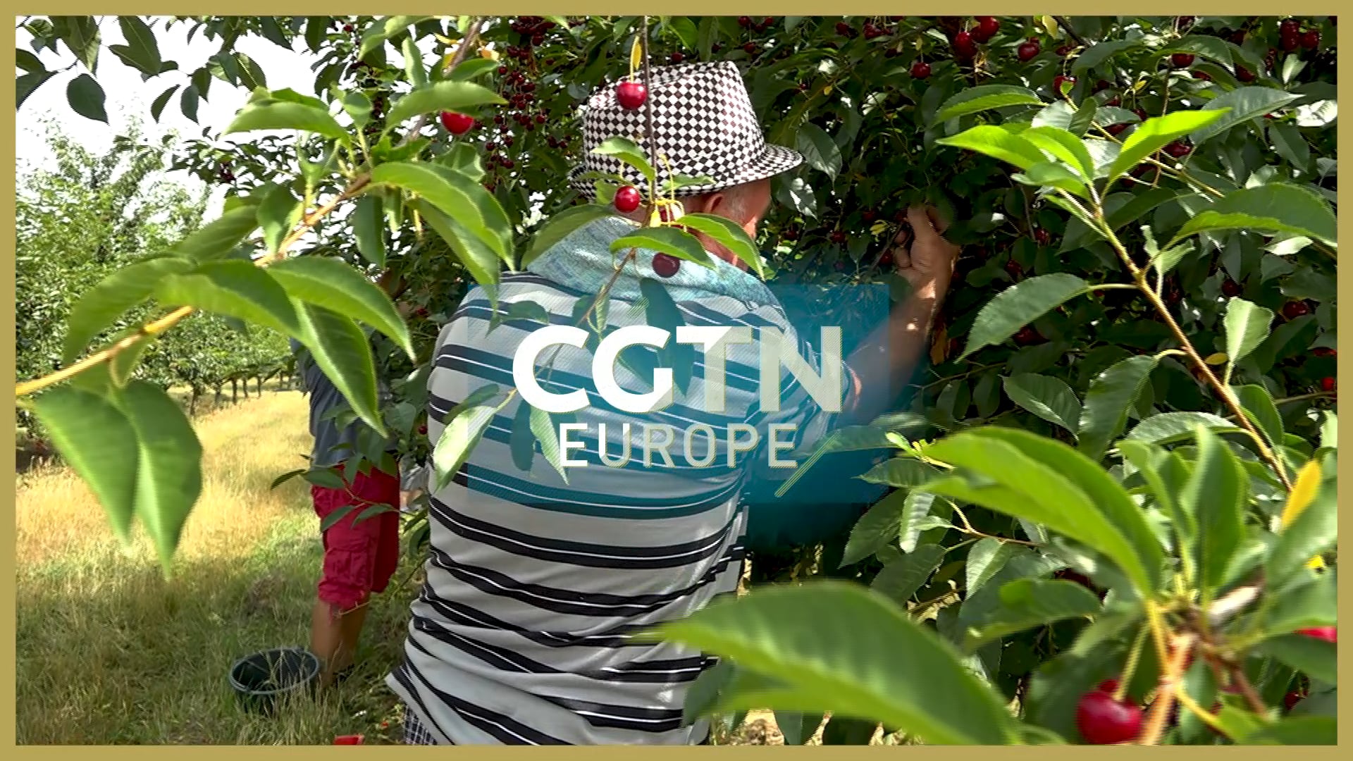 Hungarian fruit and vegetable farms face closure over labor shortage