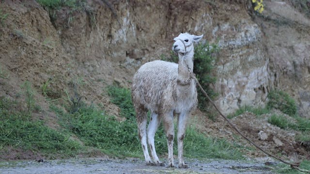 Llamas give hope to scientists in the...
