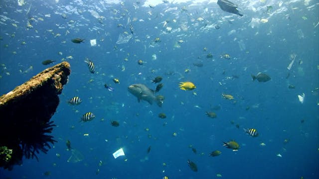 Drowning in Plastics Part 2