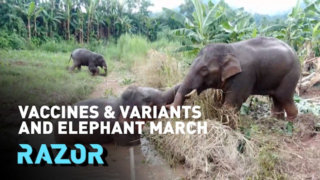 Vaccines and variants and elephant march #RAZOR