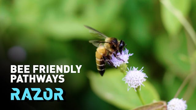 Free the bees - Creating a network of...