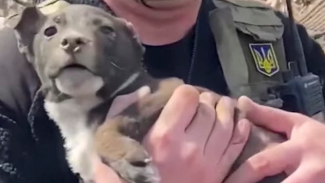 Ukrainian rescuers save a puppy