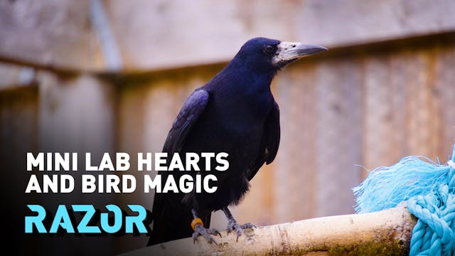 MINI LAB HEARTS AND BIRD MAGIC - #RAZ...