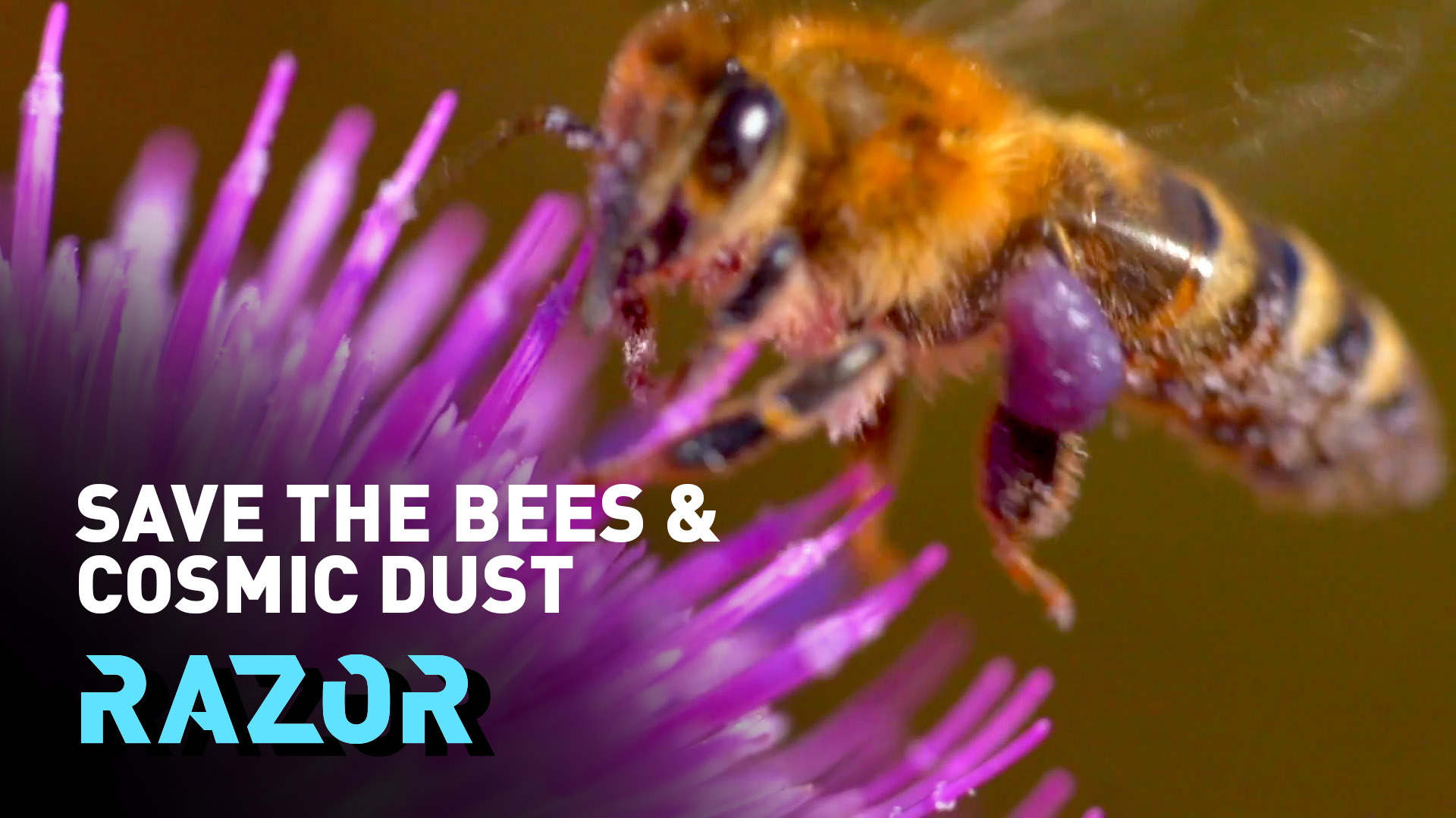 Free the bees - Creating a network of wildflower insect pathways: #RAZOR 
