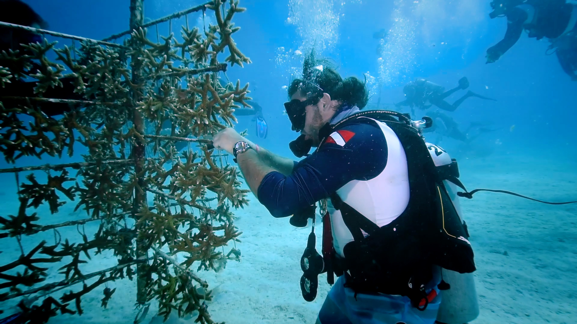 Florida Scientists Breed Coral To Restore The Damaged Reef