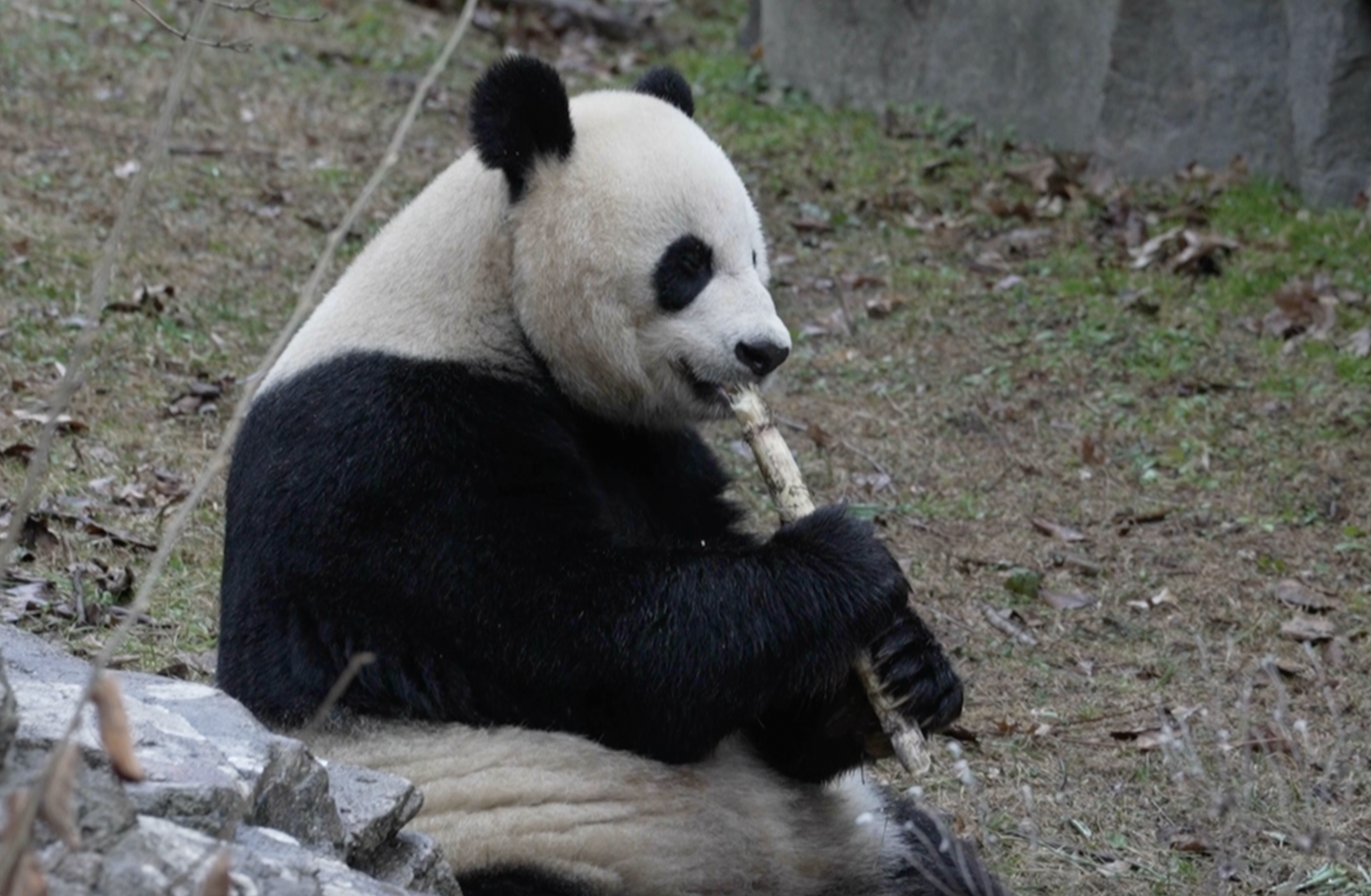 Pandas and Chinese New Year
