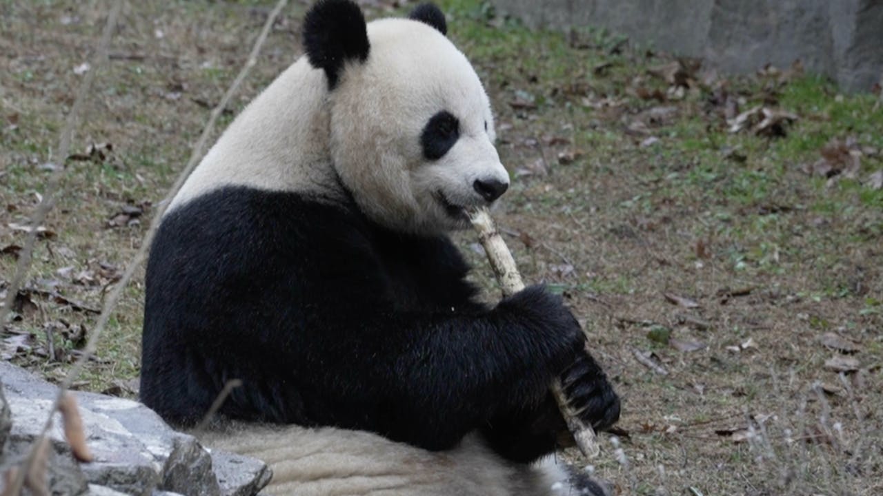Pandas and Chinese New Year - Ring in the Year of the Rabbit - Watch ...