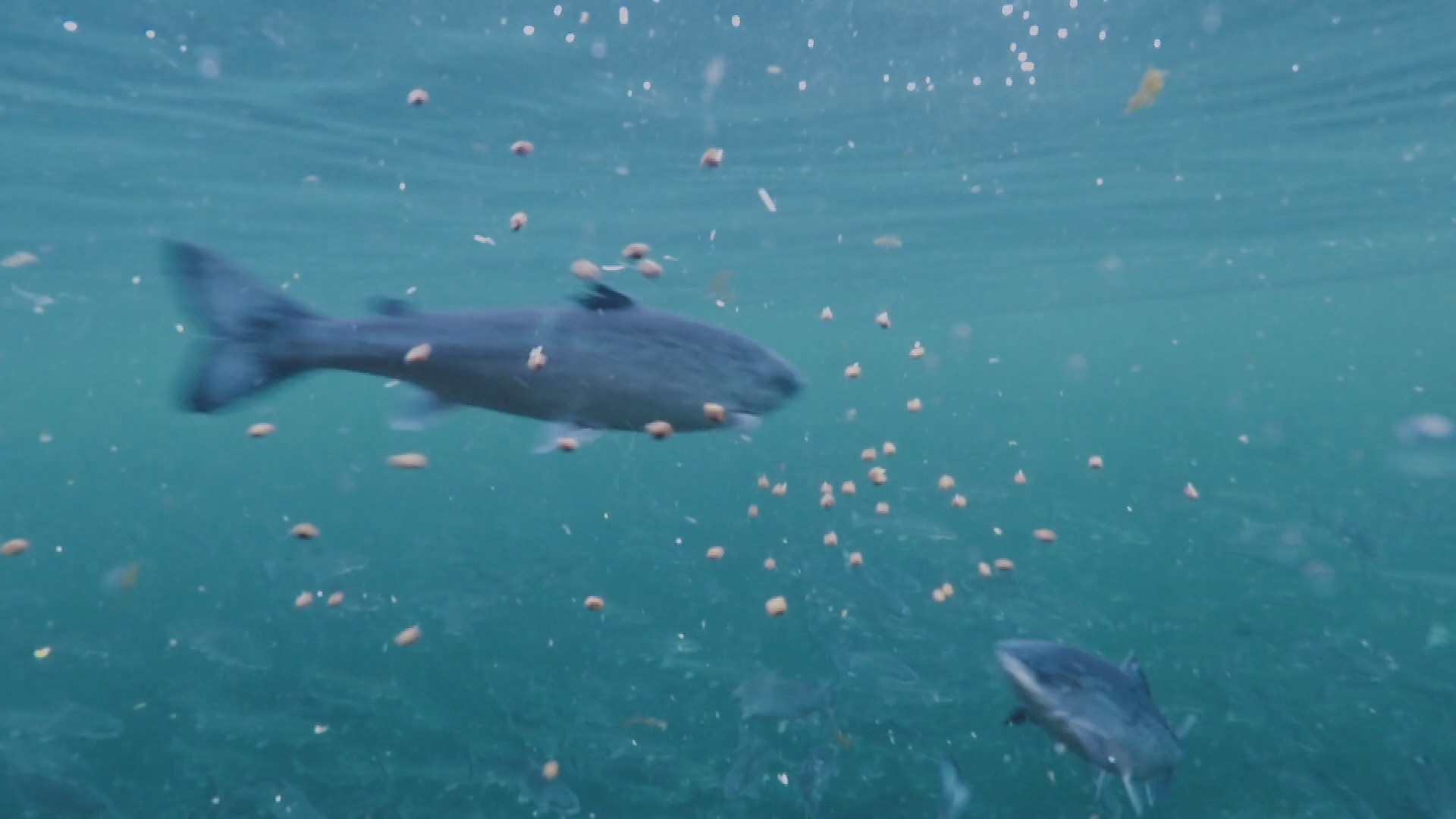 Chile's salmon exports are big business