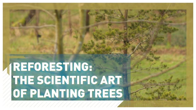 Reforesting: the scientific art of pl...