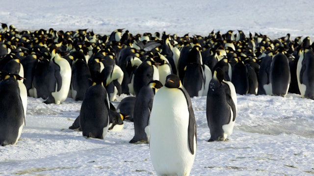 Are penguins becoming extinct?