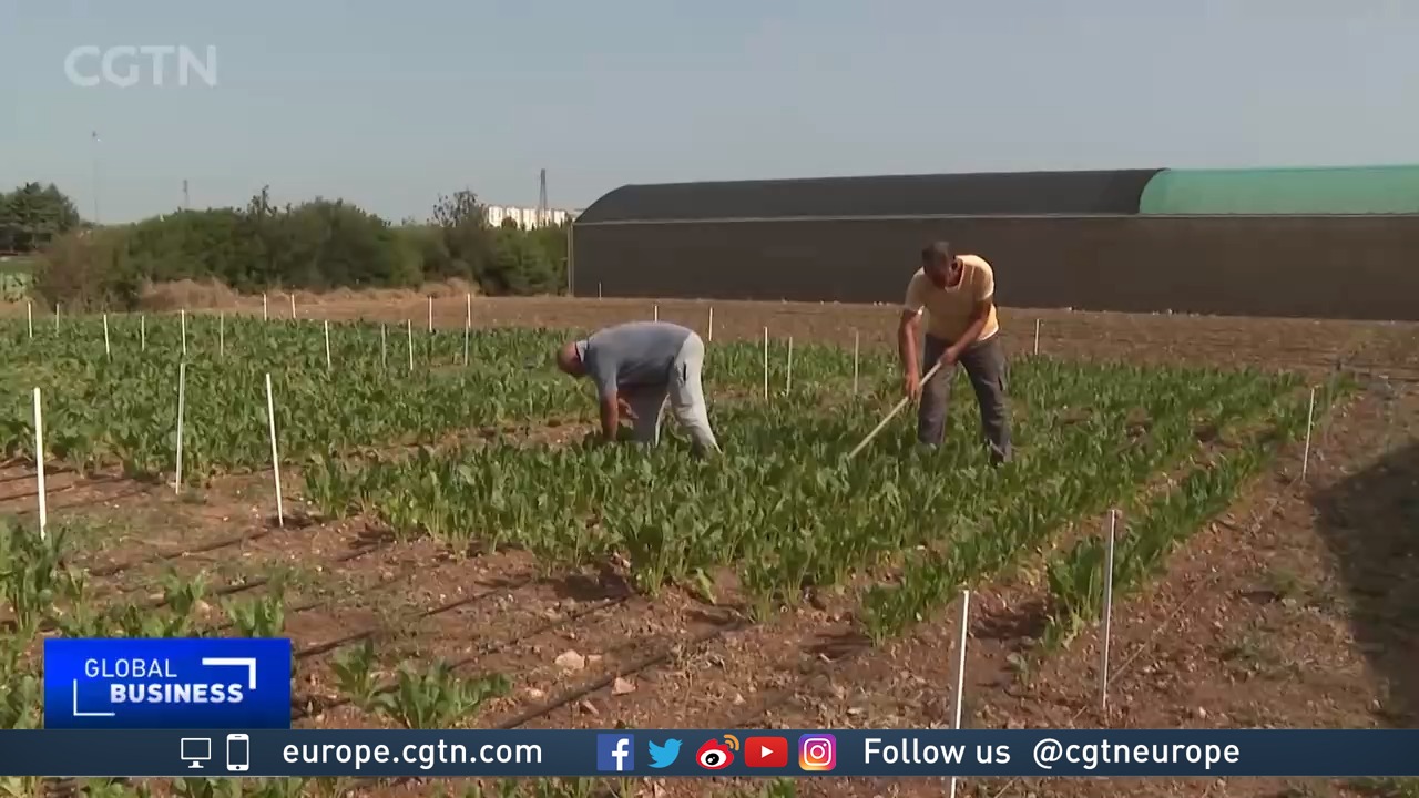 Olive farmers and scientists come together in climate change battle