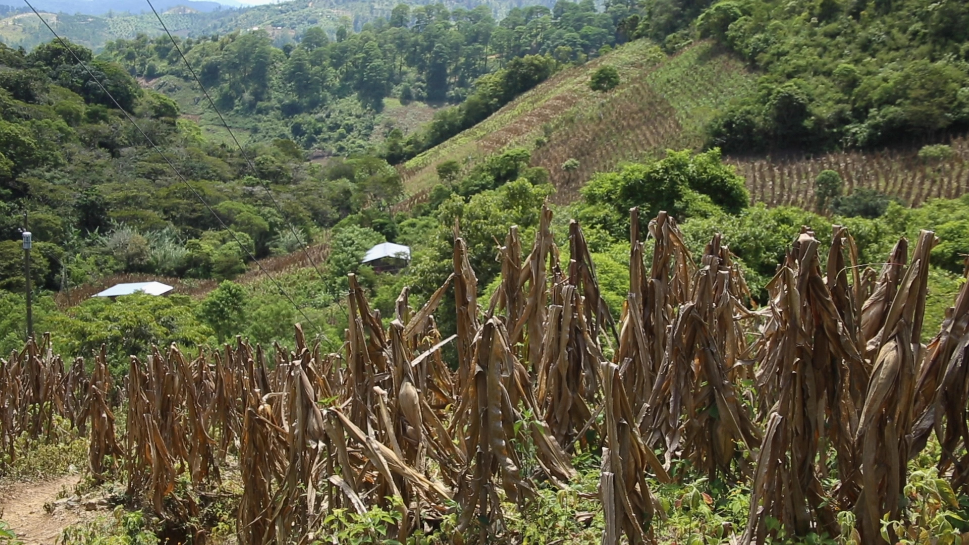 Climate Change and Pandemics threatens Central America