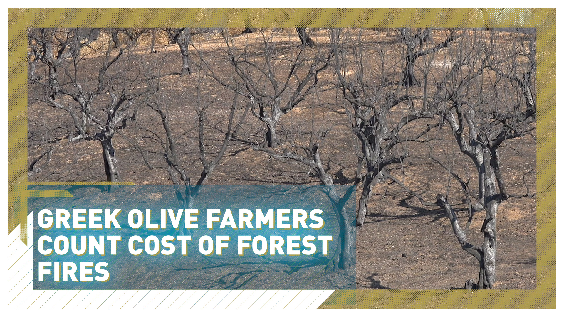 Greek olive farmers count cost of forest fires 