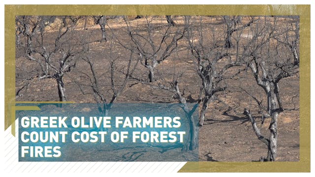 Greek olive farmers count cost of for...