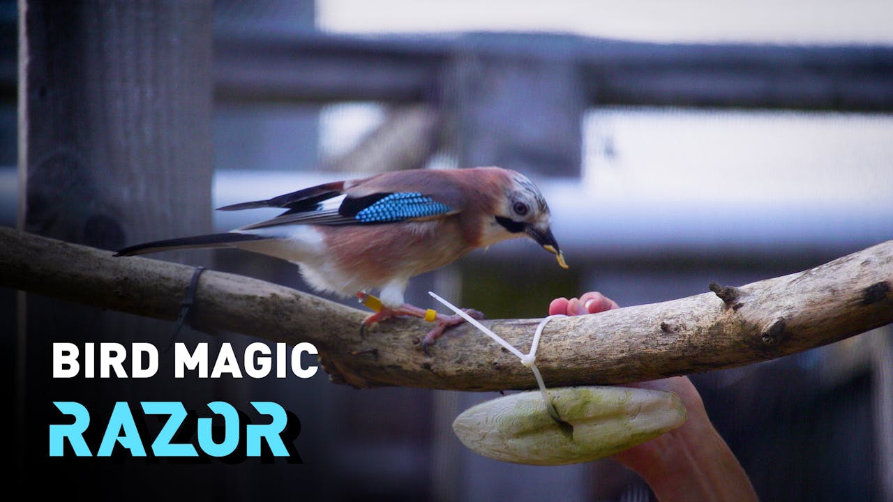 Can birds understand magic? RAZOR Watch CGTN Now