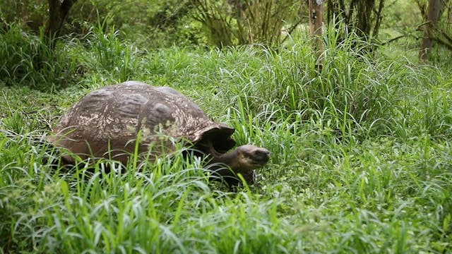 Giant tortoises of the Galápagos Islands