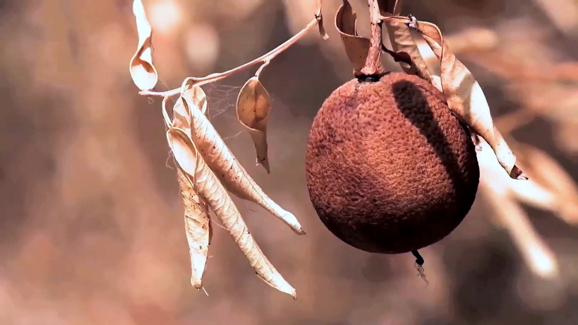 Creative solutions to cultivating crops during severe drought