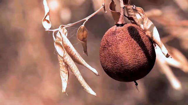 Creative solutions to cultivating cro...