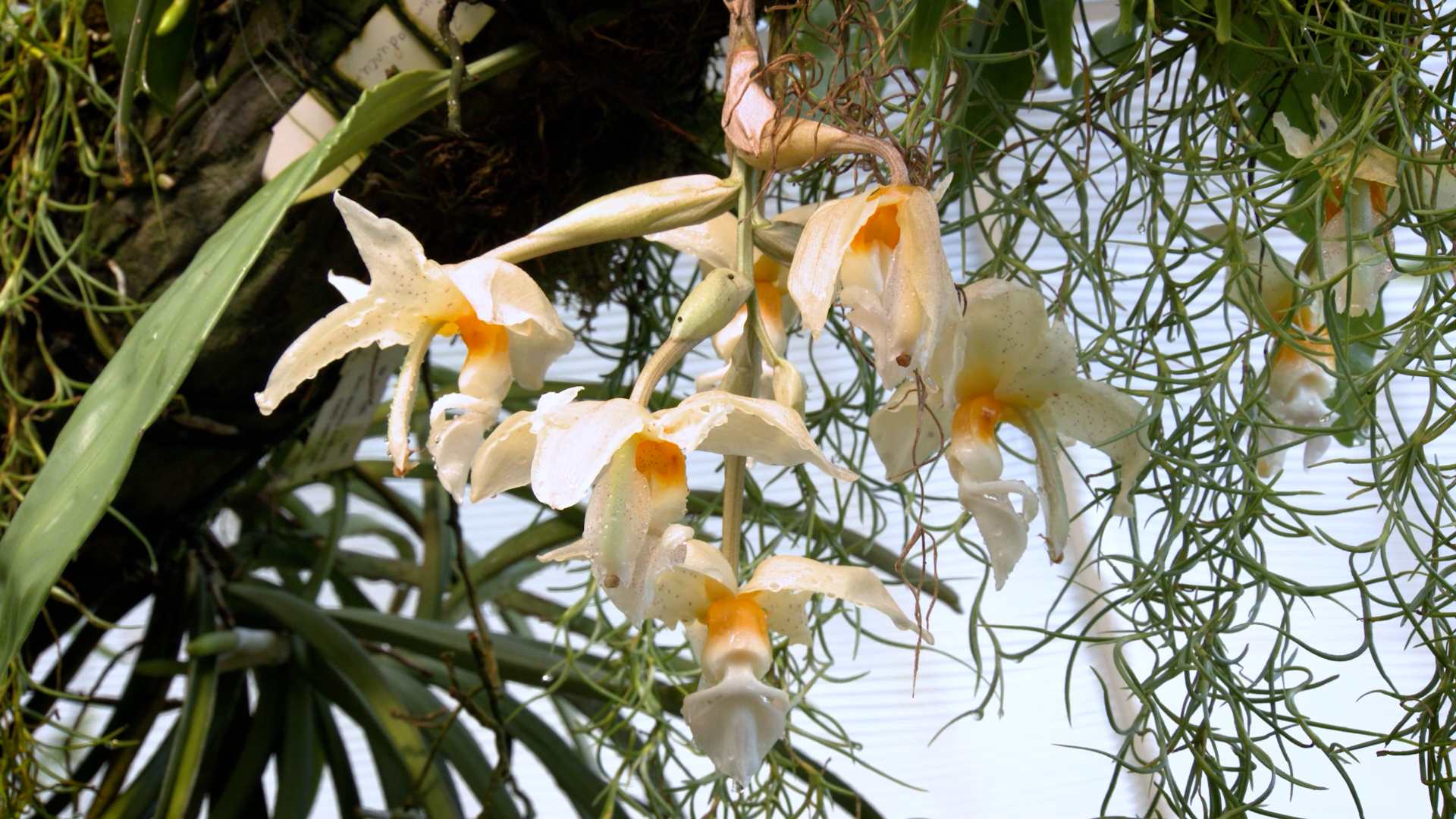 Wild orchids under serious threat from black market trade