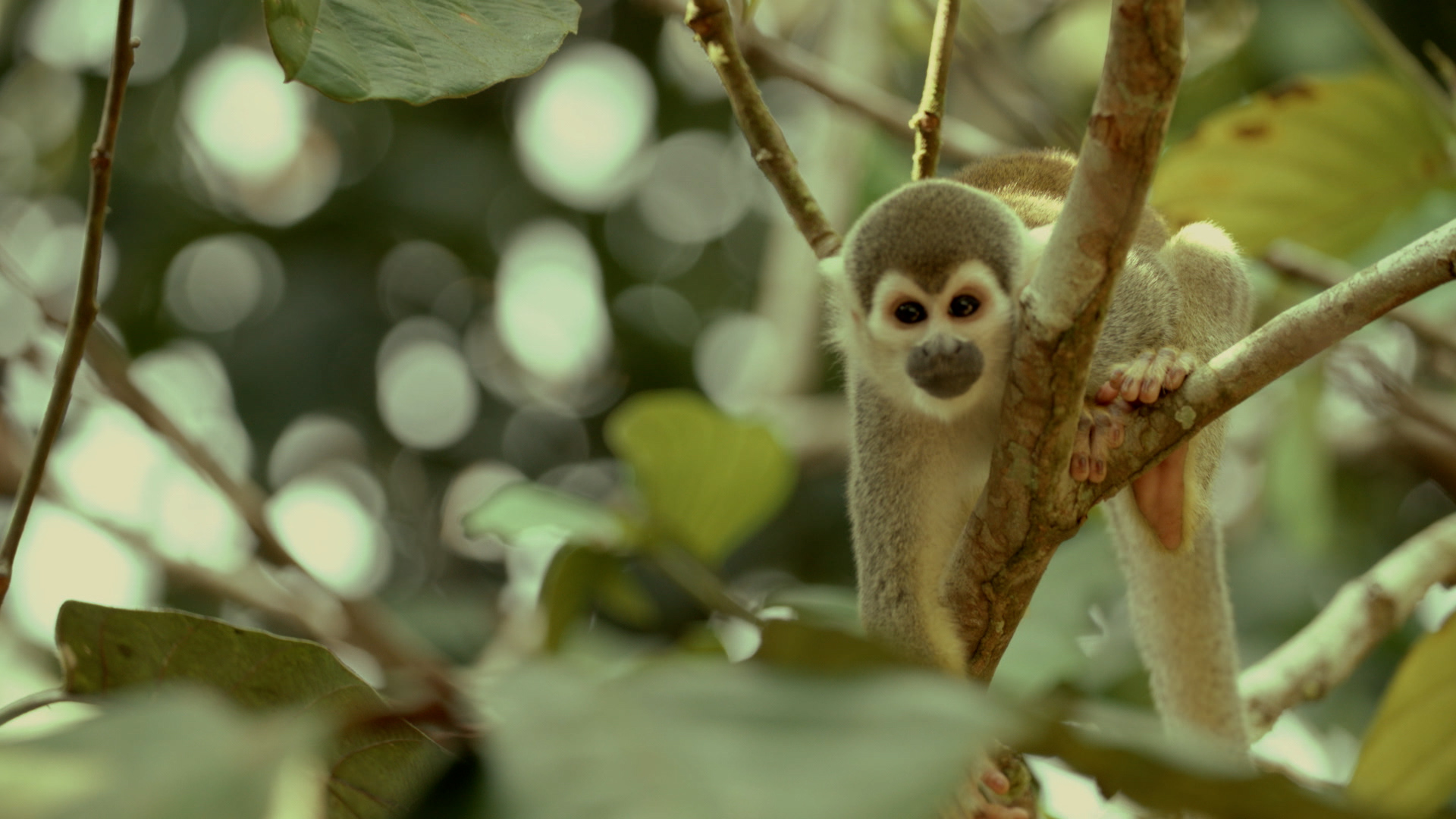 Colombian Locals Make Rehabilitation of Trafficked Monkeys their Life's Work
