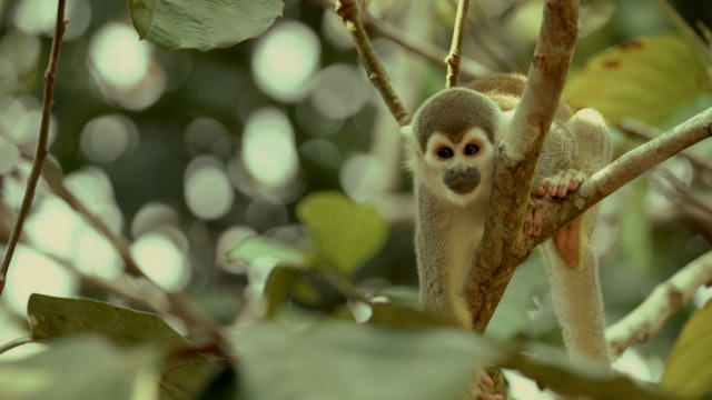 Colombian Locals Make Rehabilitation of Trafficked Monkeys their Life's Work