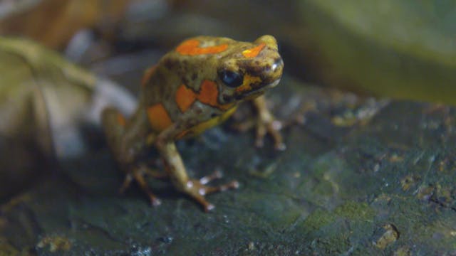 Breeding exotic frogs in Colombia