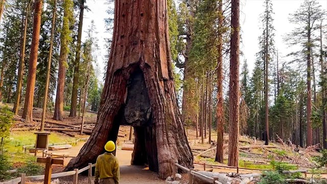 Protecting giant sequoias from wildfires