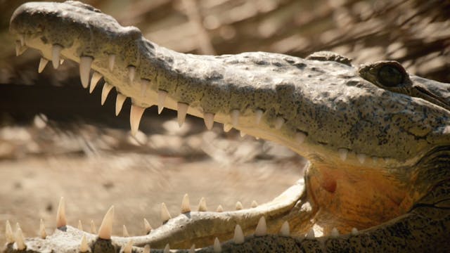 Crocodile whisperer rescuing crocs in...