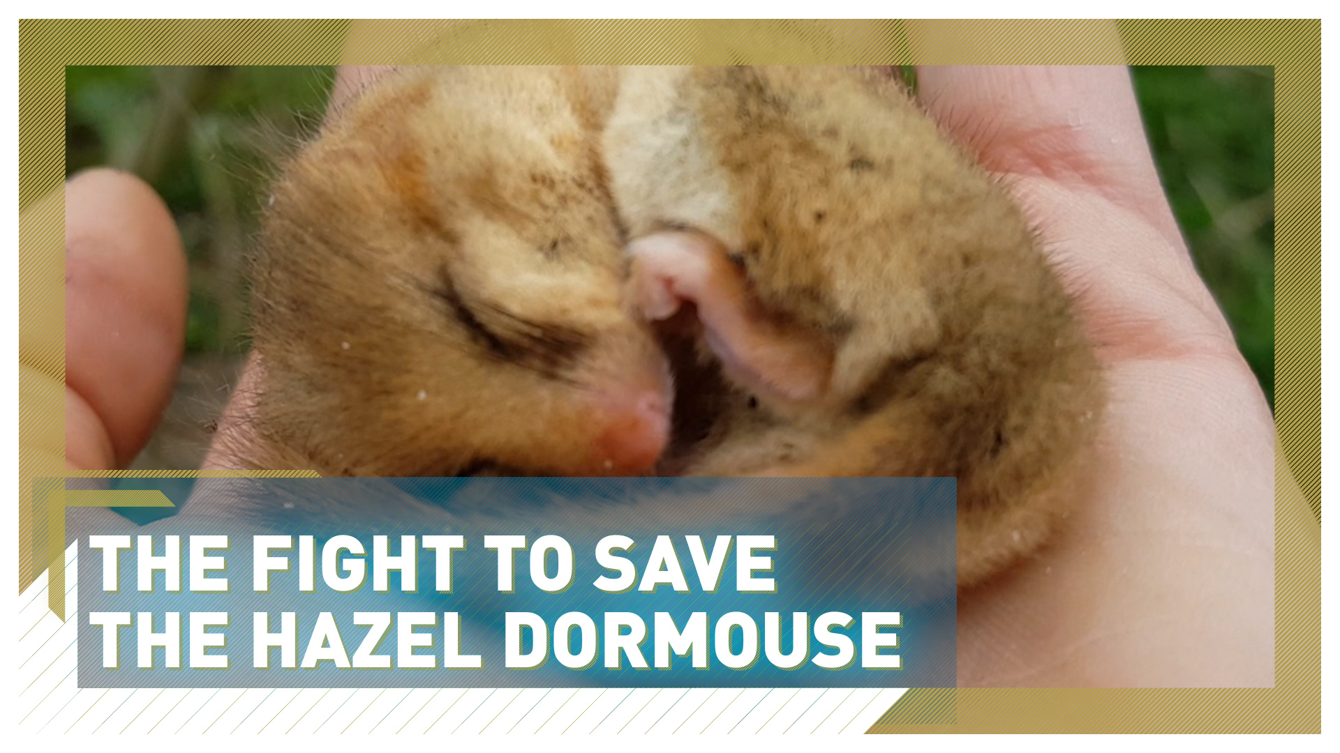 The fight to save UK's hazel dormouse population